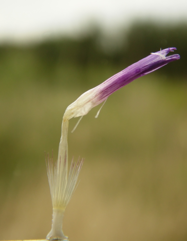 Image of Centaurea adpressa specimen.