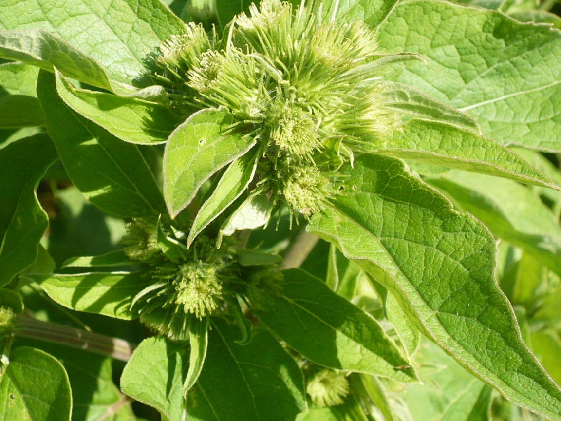 Image of Arctium minus specimen.