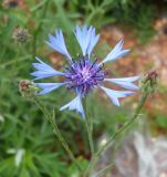 Centaurea cyanus