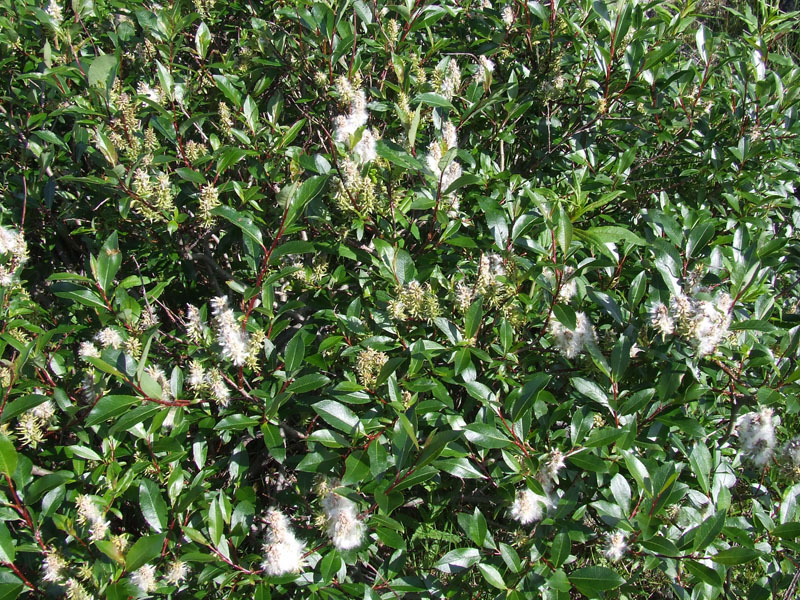 Image of Salix phylicifolia specimen.