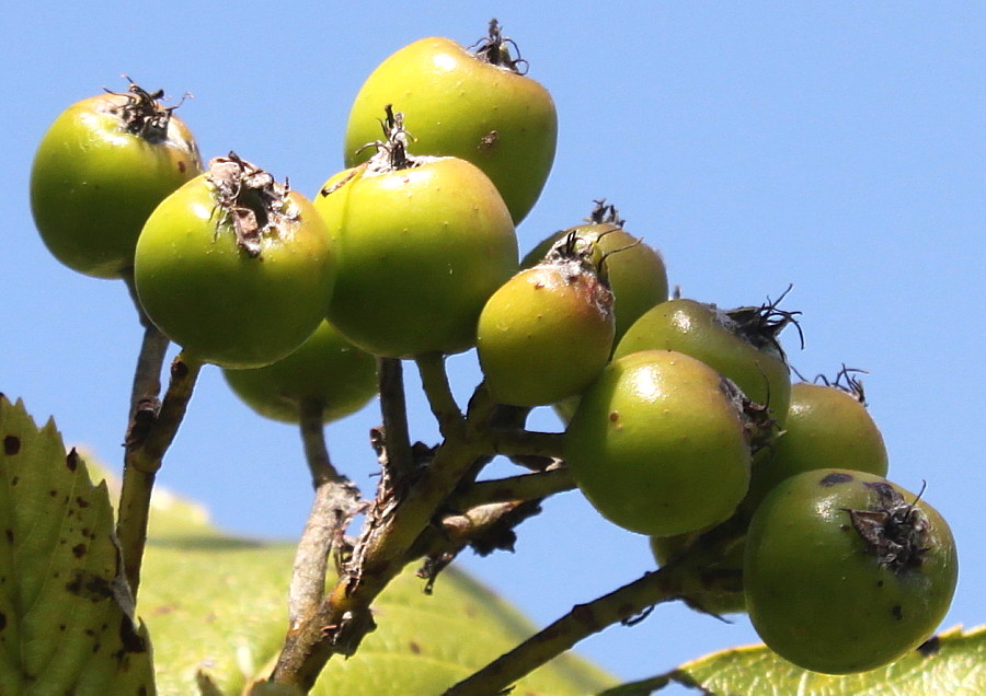 Изображение особи Sorbus mougeotii.