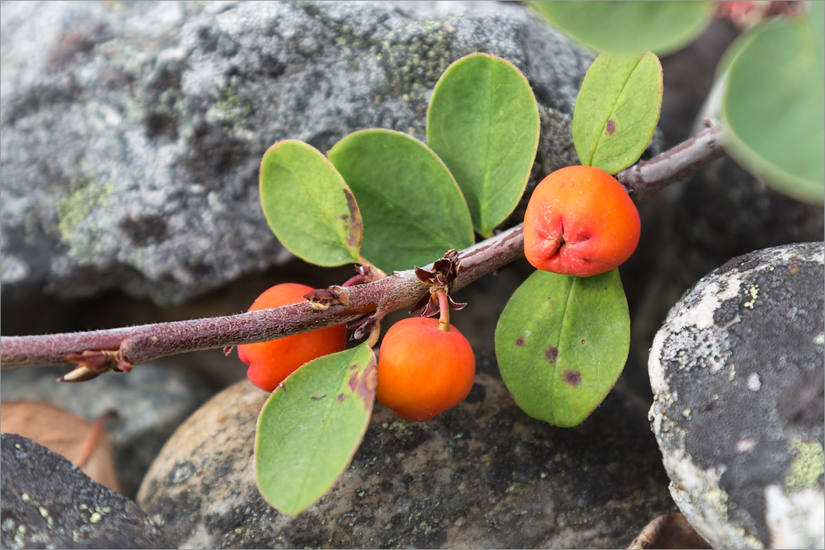 Изображение особи Cotoneaster cinnabarinus.