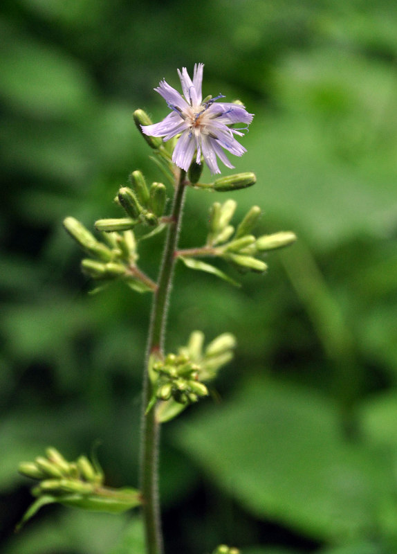 Image of Cicerbita macrophylla specimen.