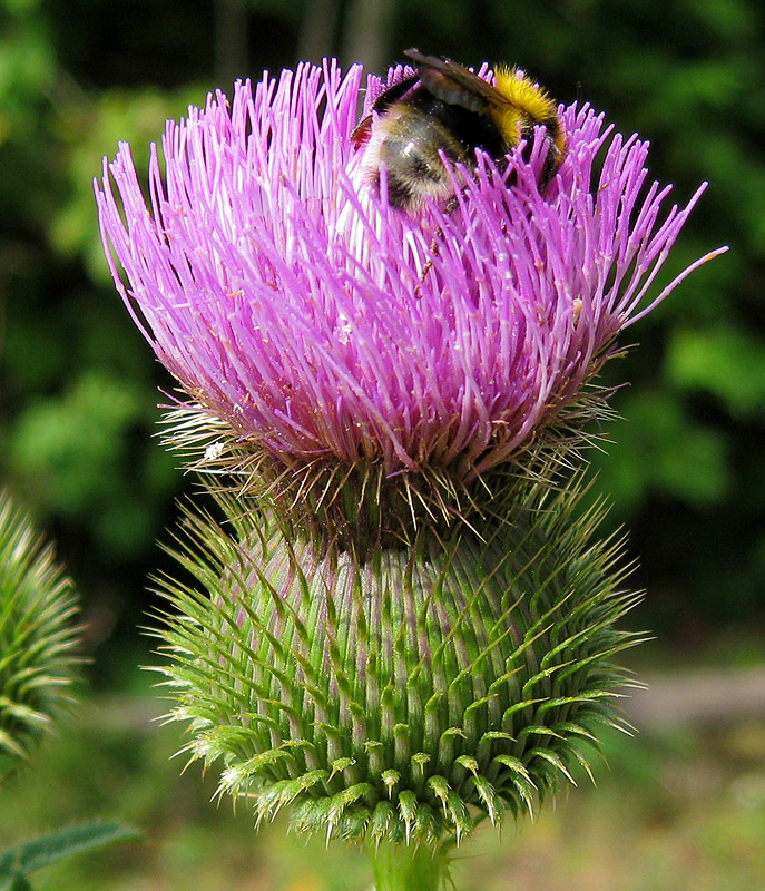 Image of Cirsium serrulatum specimen.