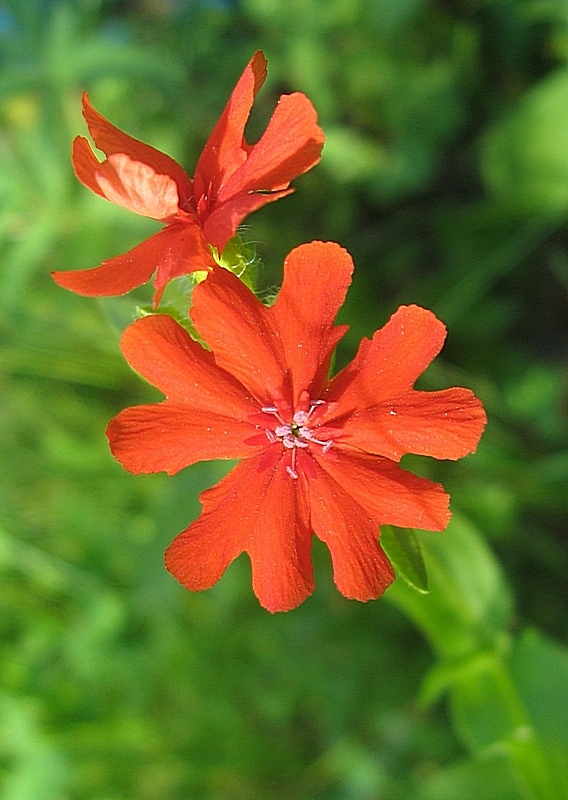 Image of Lychnis chalcedonica specimen.