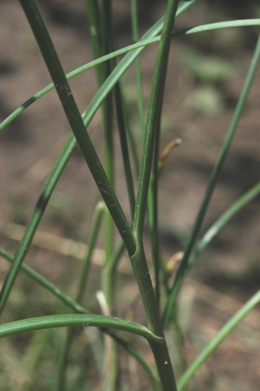 Image of Allium dshungaricum specimen.