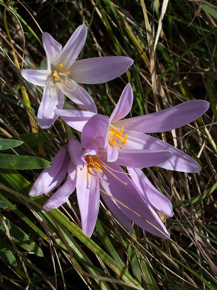 Изображение особи Colchicum autumnale.