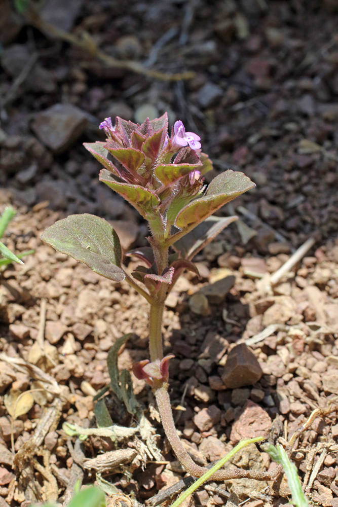 Image of Ziziphora rotundifolia specimen.