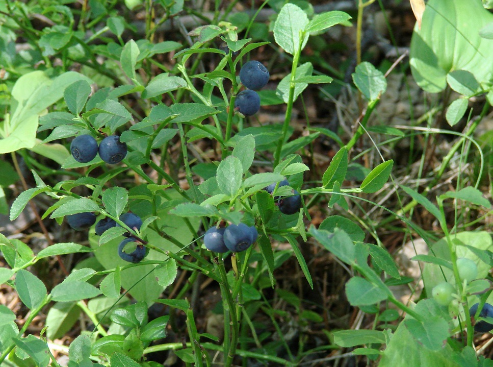 Image of Vaccinium myrtillus specimen.