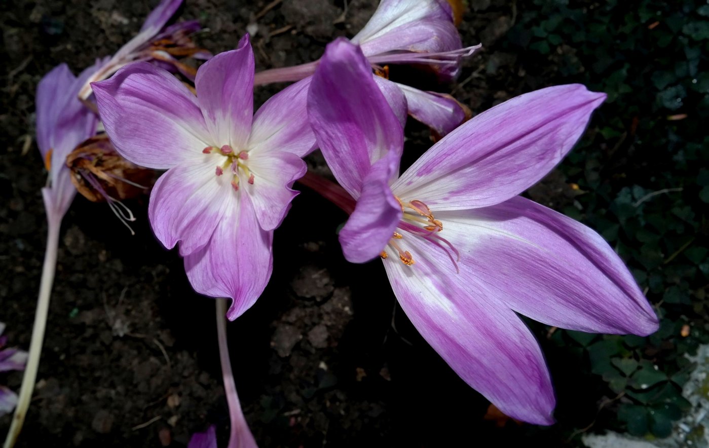 Image of Colchicum speciosum specimen.