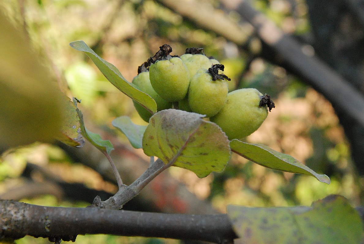 Изображение особи Malus domestica.