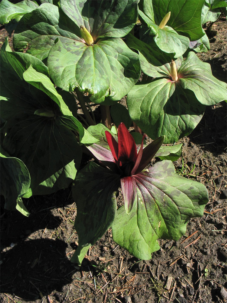 Изображение особи Trillium chloropetalum var. giganteum.