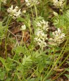 Astragalus laceratus