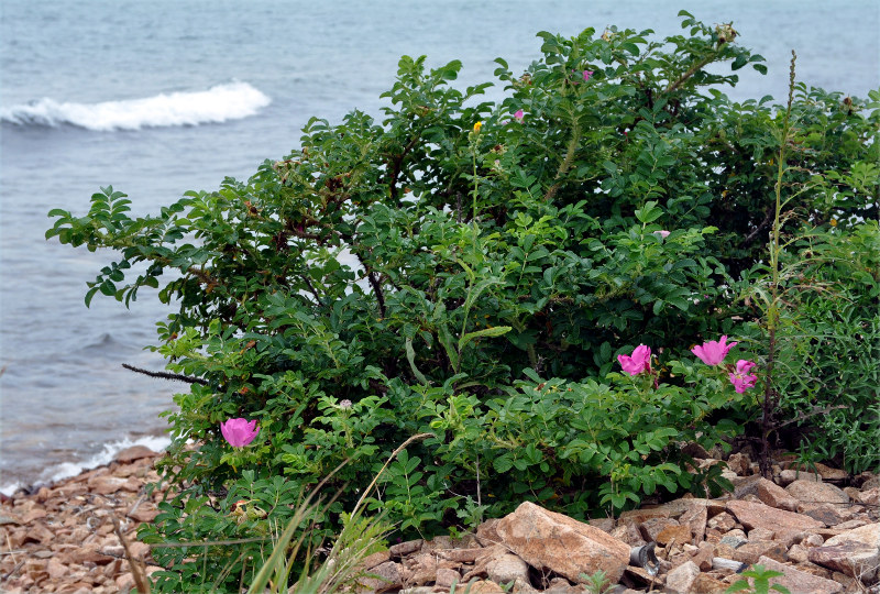 Image of Rosa rugosa specimen.