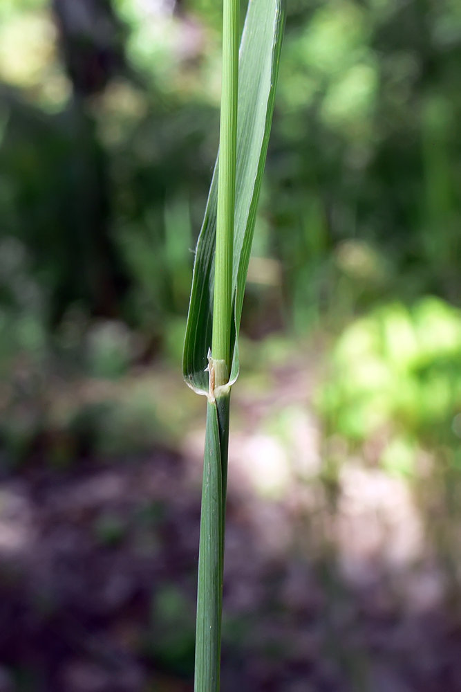 Image of Phleum pratense specimen.