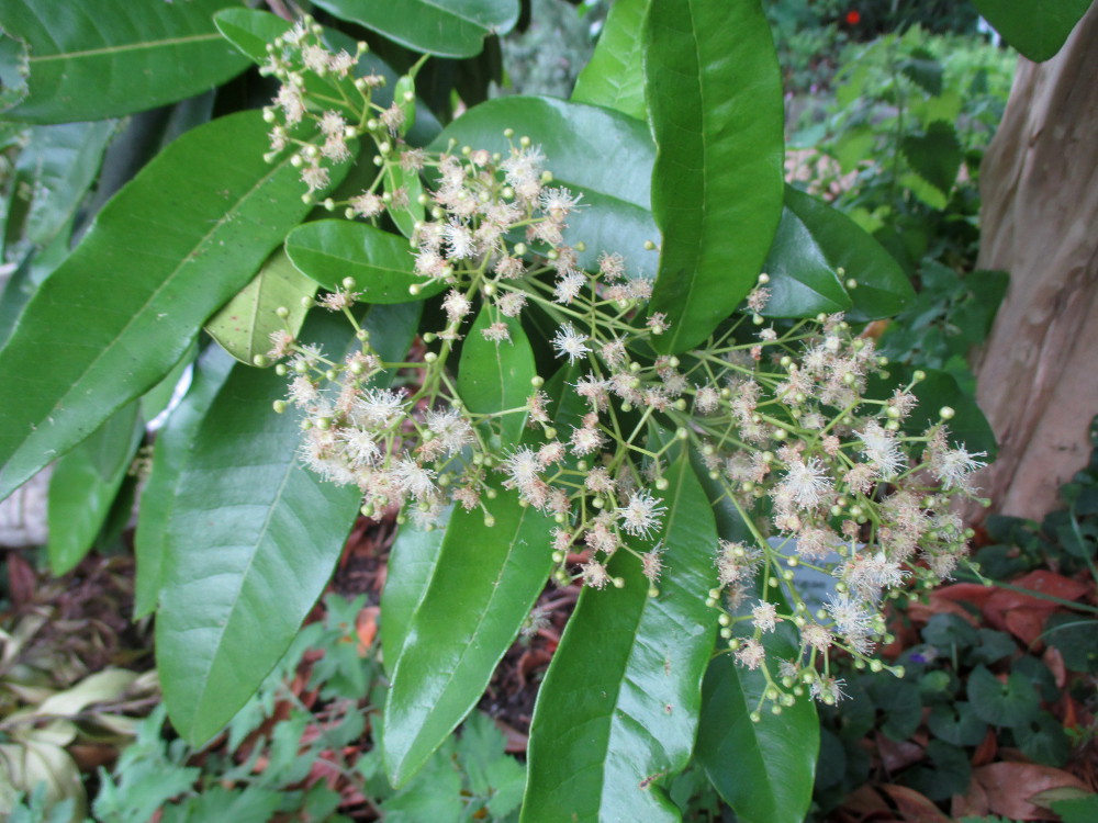 Image of Pimenta dioica specimen.