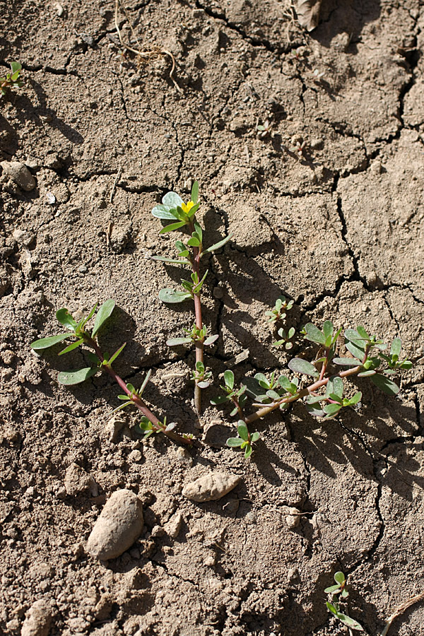 Изображение особи Portulaca oleracea.