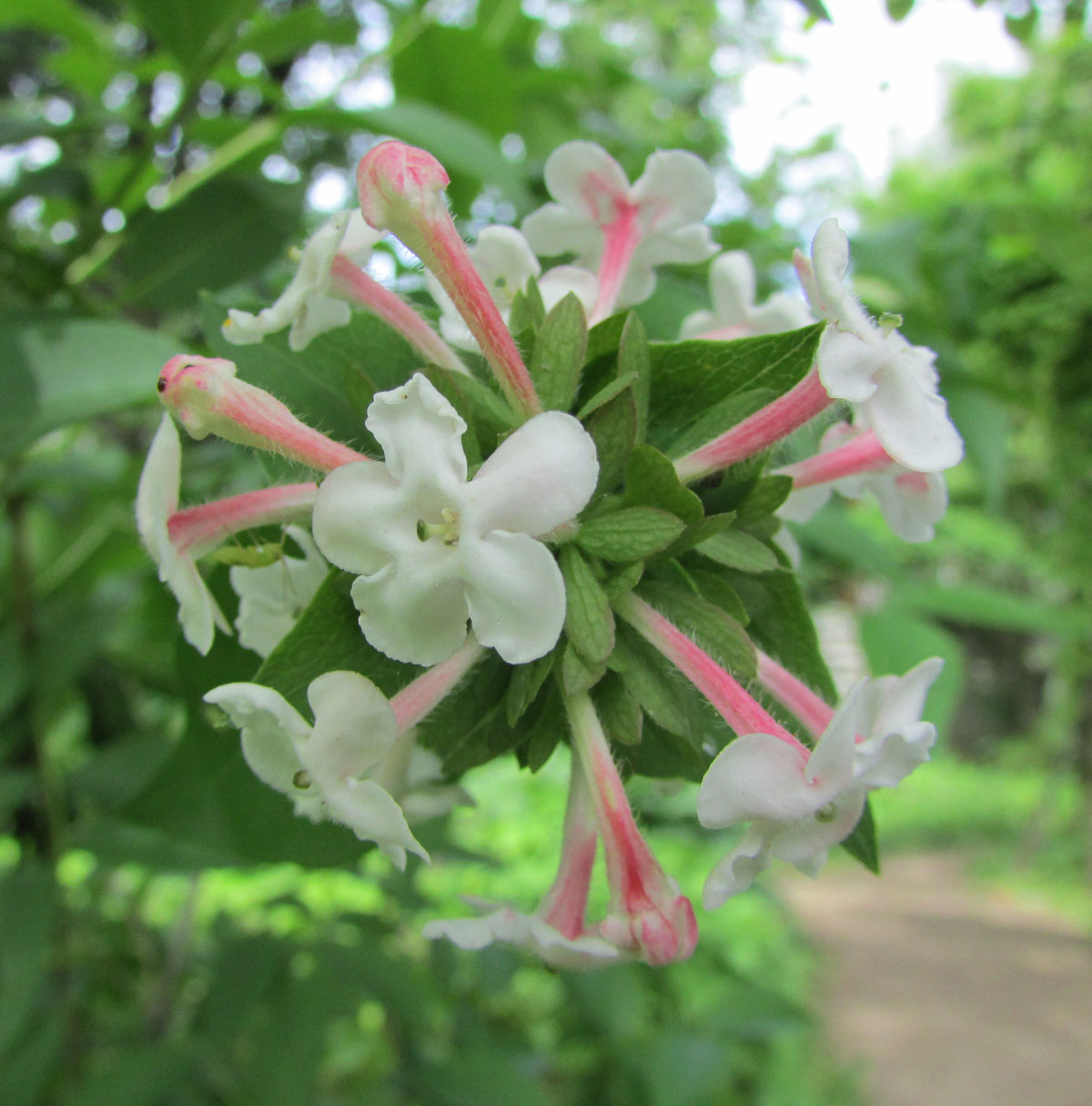 Изображение особи Zabelia mosanensis.