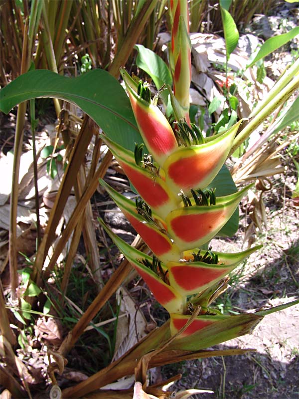 Image of Heliconia stricta specimen.