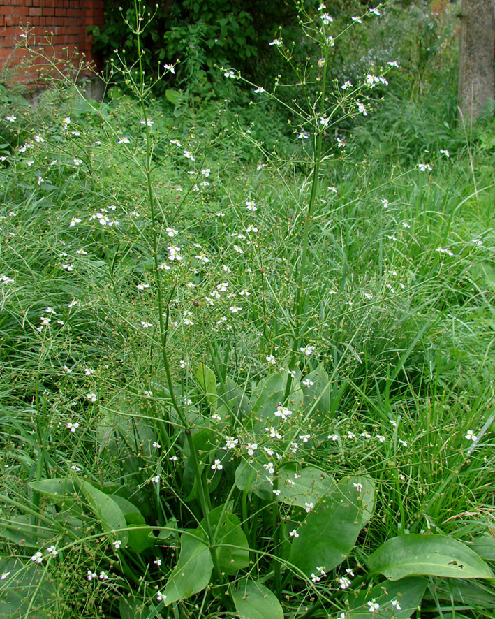 Image of Alisma plantago-aquatica specimen.