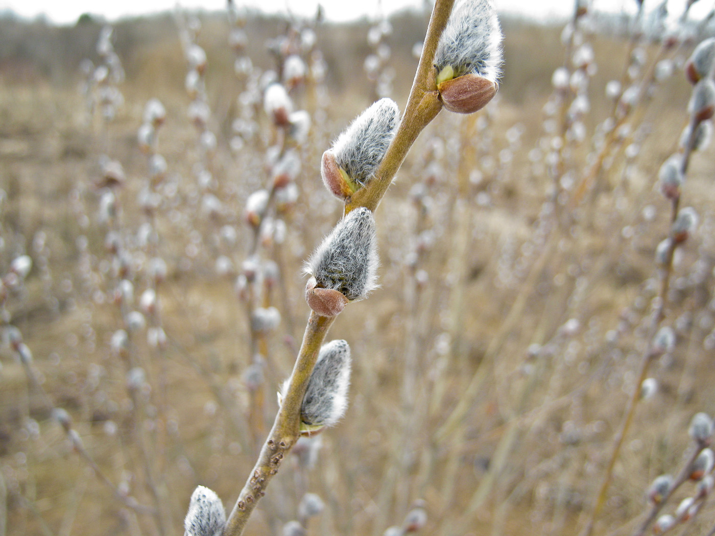 Image of genus Salix specimen.