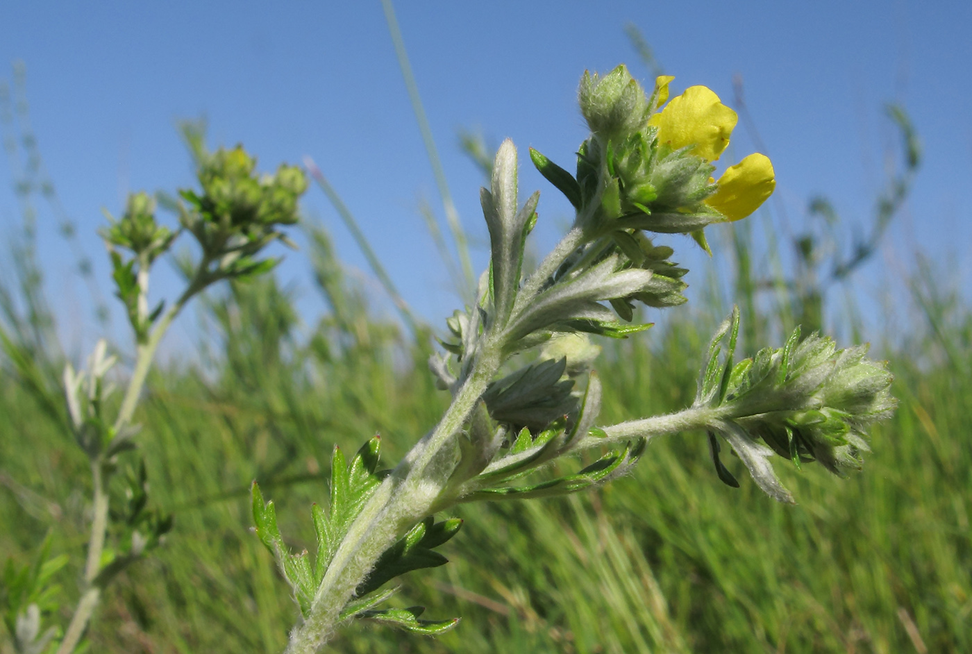 Image of Potentilla argentea specimen.