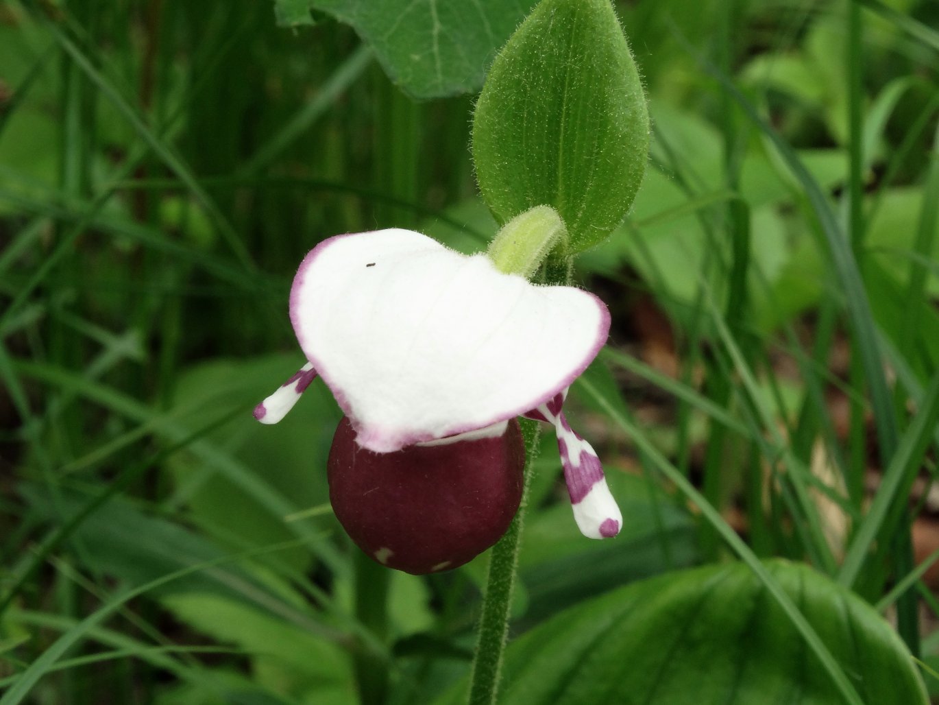 Image of Cypripedium guttatum specimen.