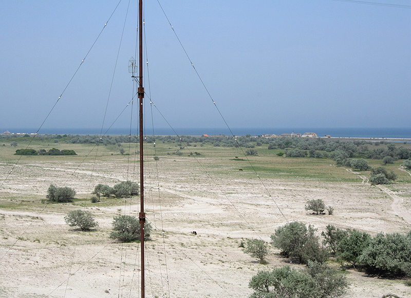 Image of Elaeagnus angustifolia specimen.