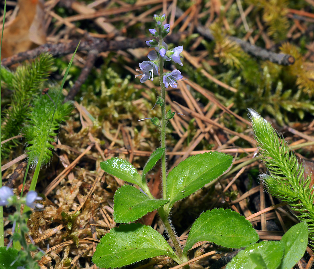 Image of Veronica officinalis specimen.