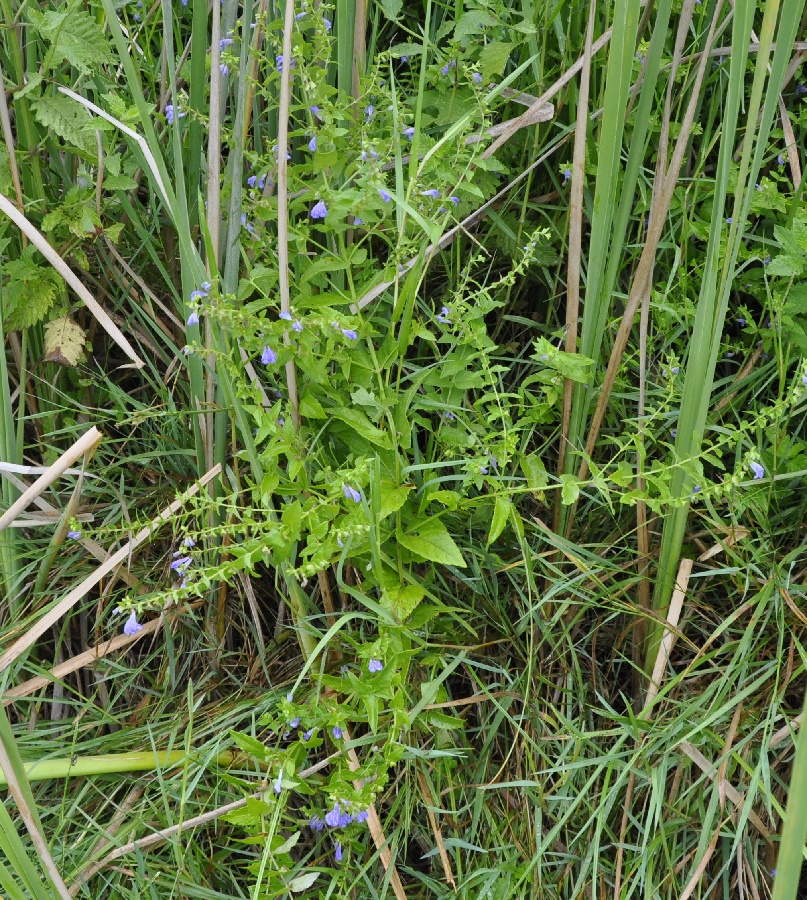 Image of Scutellaria galericulata specimen.