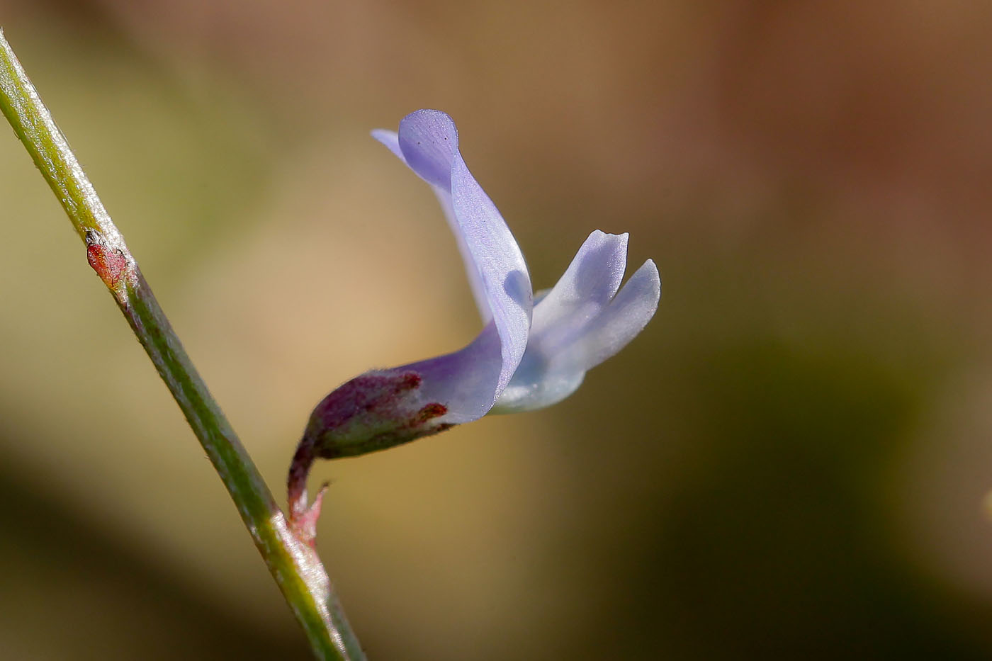 Image of Astragalus austriacus specimen.