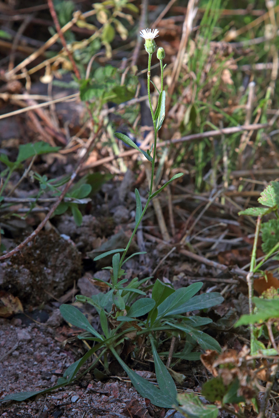 Image of genus Erigeron specimen.