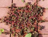Смотреть изображение Portulaca oleracea