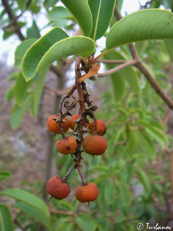 Изображение особи Arbutus andrachne.