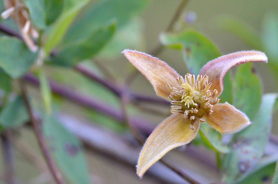 Изображение особи Clematis glauca.