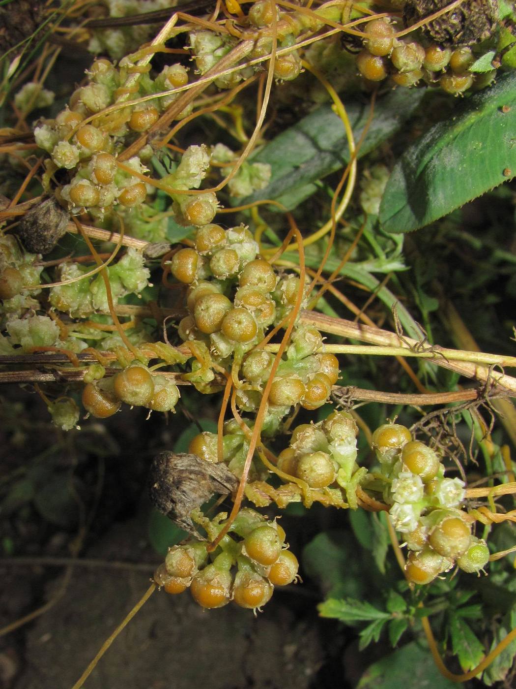 Изображение особи Cuscuta campestris.