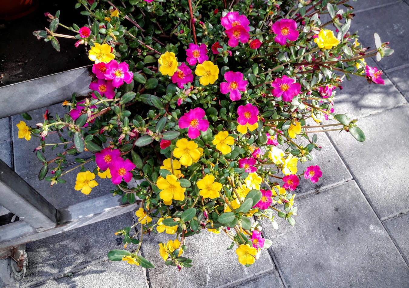 Image of Portulaca umbraticola specimen.