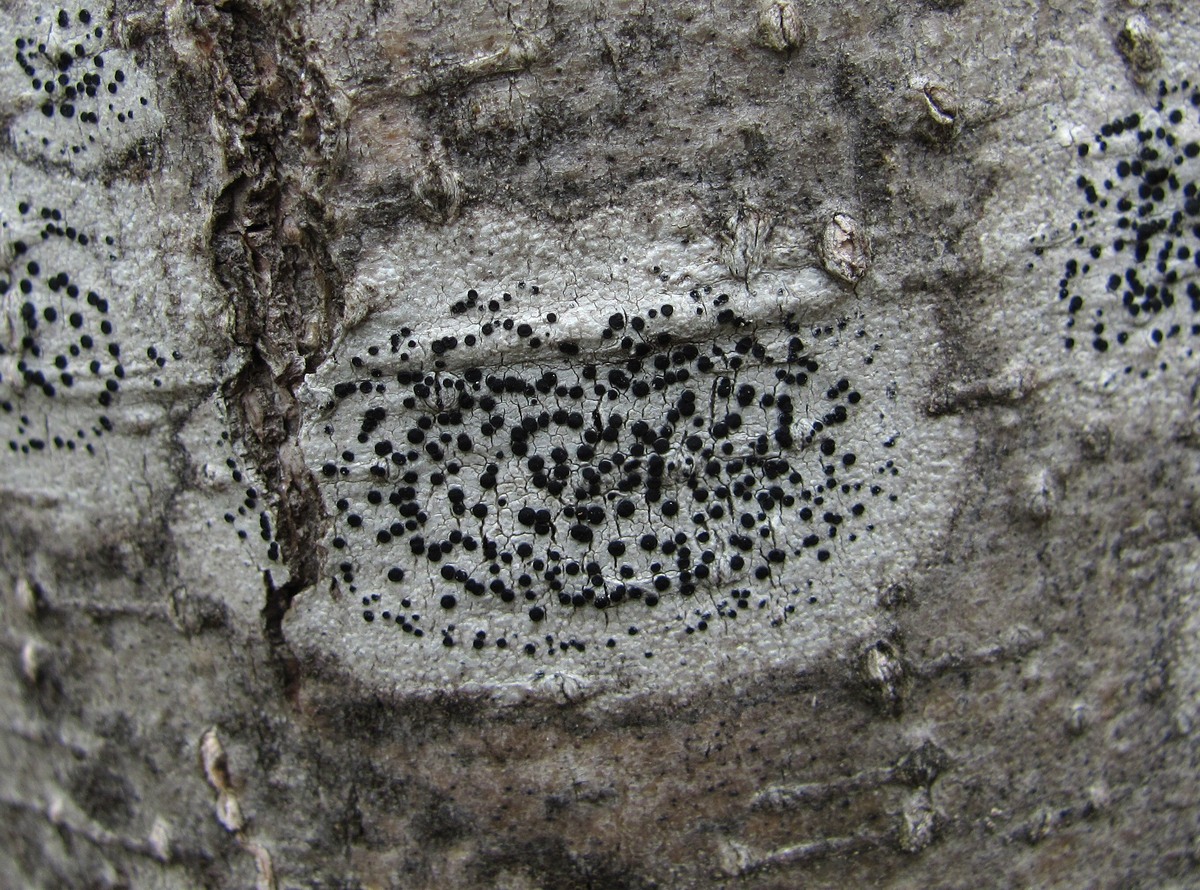 Image of familia Lecideaceae specimen.