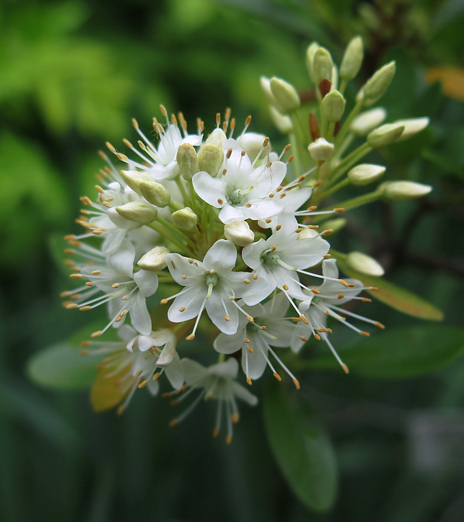 Image of Rhododendron micranthum specimen.