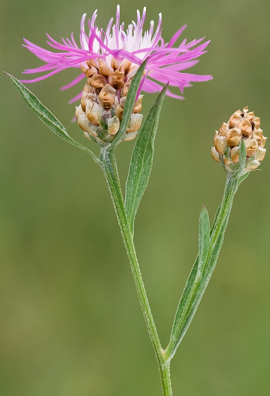 Изображение особи Centaurea jacea.