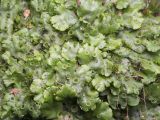 Marchantia polymorpha