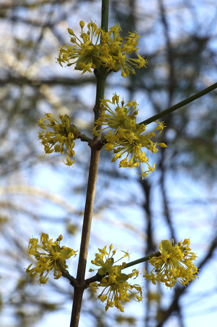 Изображение особи Cornus mas.