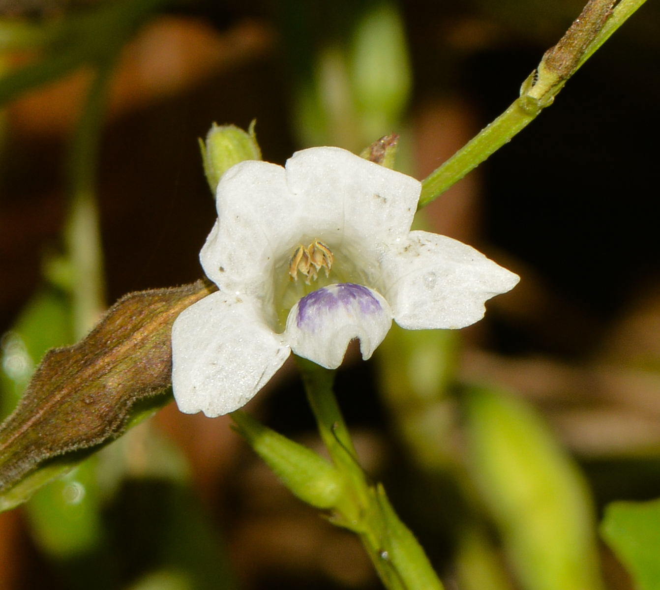 Image of Asystasia gangetica specimen.