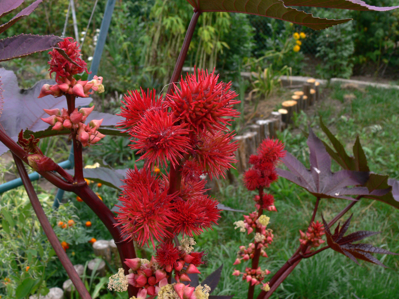 Изображение особи Ricinus communis.