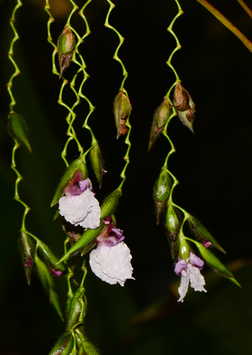 Изображение особи Thalia geniculata.