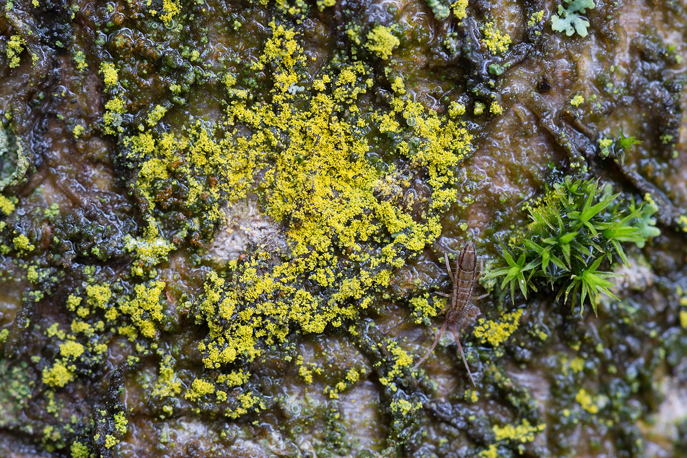 Image of Chrysothrix candelaris specimen.