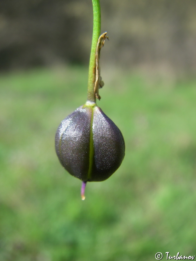 Image of Scilla bifolia specimen.