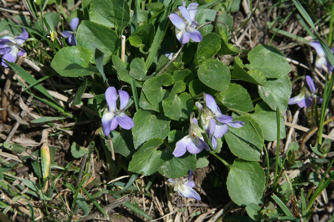 Image of Viola suavis specimen.