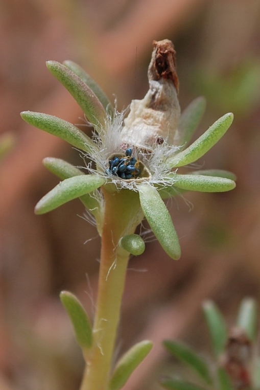 Image of Portulaca grandiflora specimen.