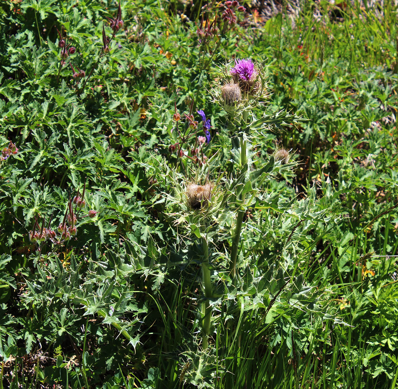 Image of Cirsium pugnax specimen.